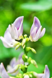 Blossom plant green photo