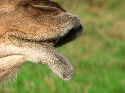 Lip mammal detail