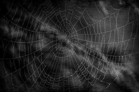 Spider waterdrops scare