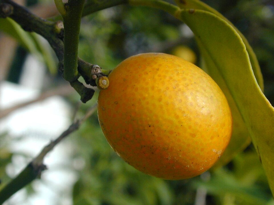 Citrus fruit fruit juicy