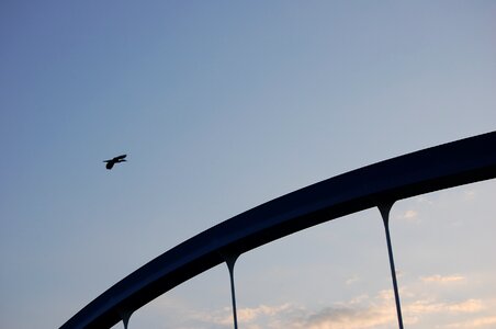 Bird sky bridge river photo