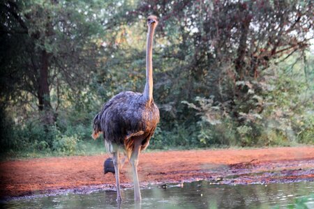 Bird safari limpopo