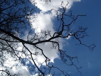 Shapely arching tendrils photo