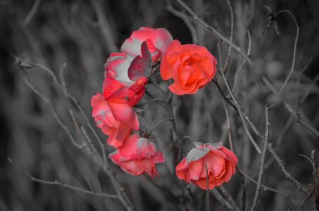Nature macro background