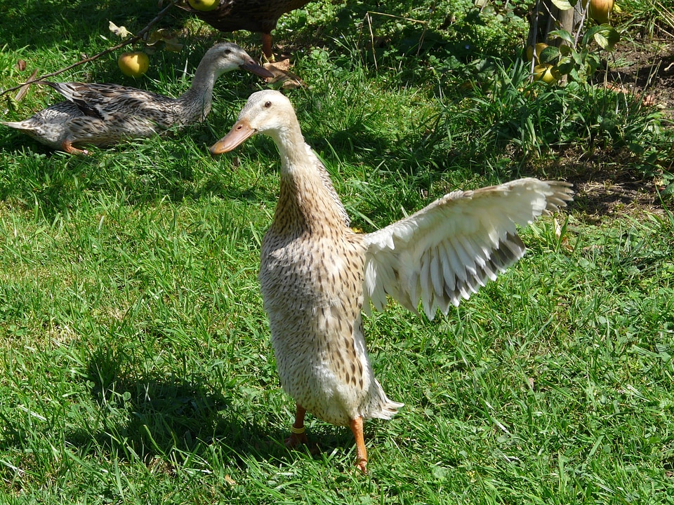 Wing indian laufente bottle duck
