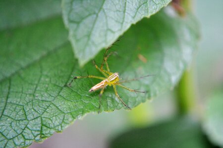 Animal insect pest photo