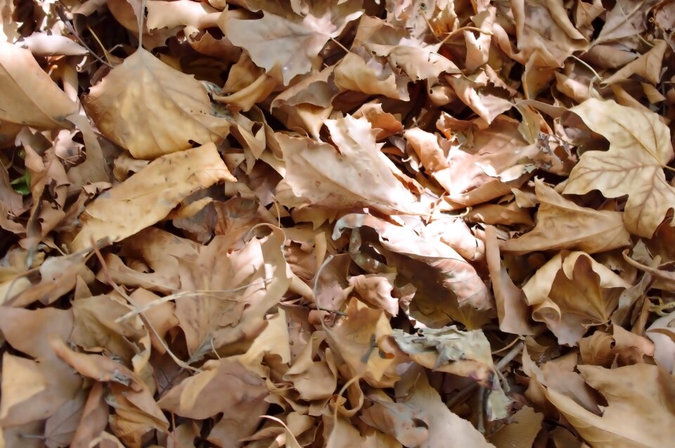 Fall autumn finished
