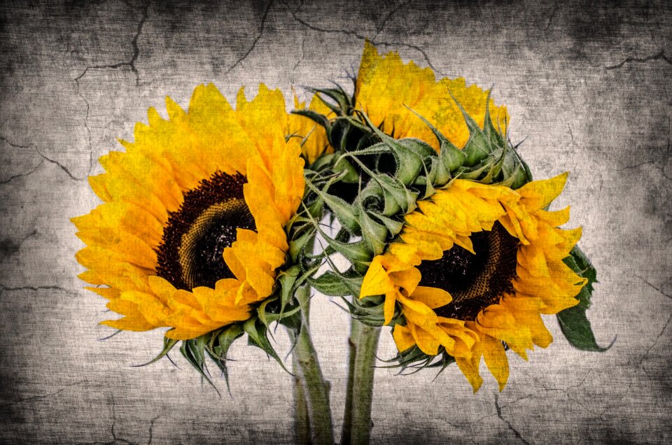 Sunflowers background pictures