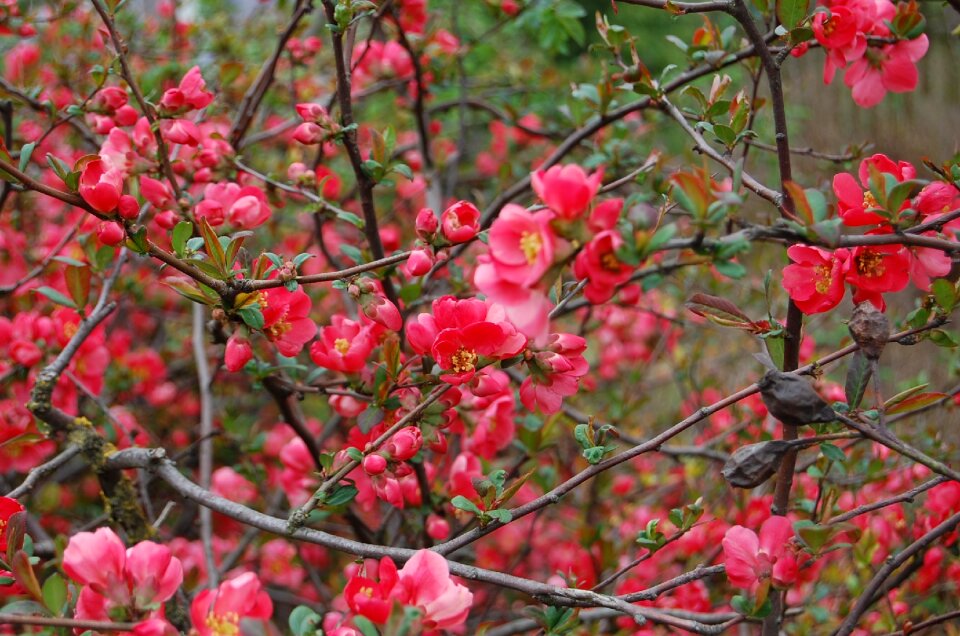 Bloom pink flower nature