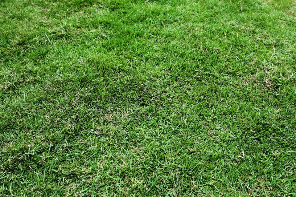 Background leaves ground