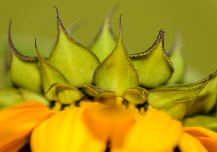 Yellow plant seed