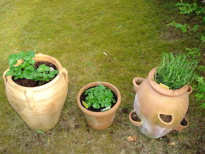 Mediterranean rosemary lemon balm