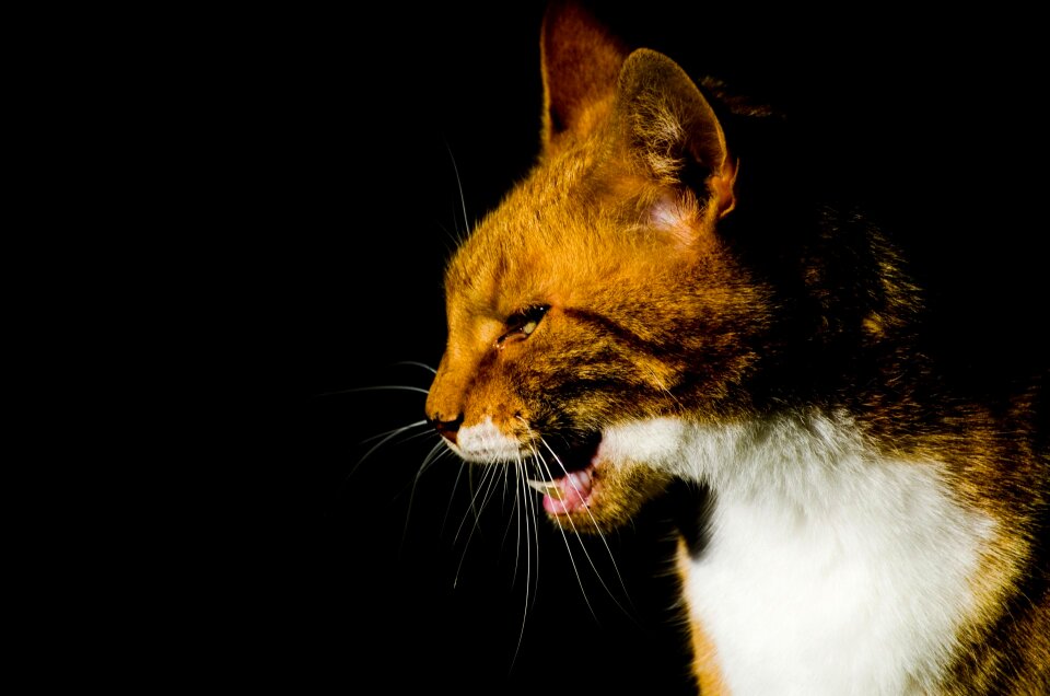 Beautiful shadow cat