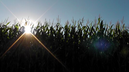 Cornfield corn field