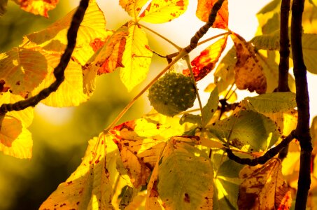 Seasons autumn natural