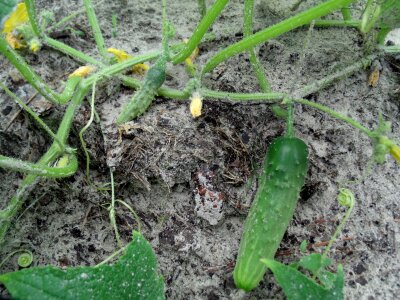 Farming gardening homesteading