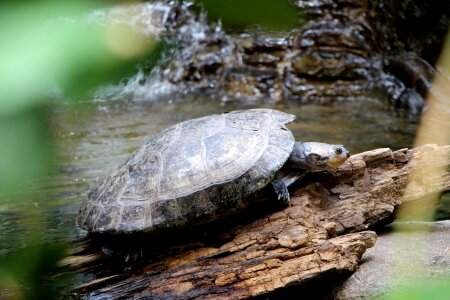 Reptile log carapace