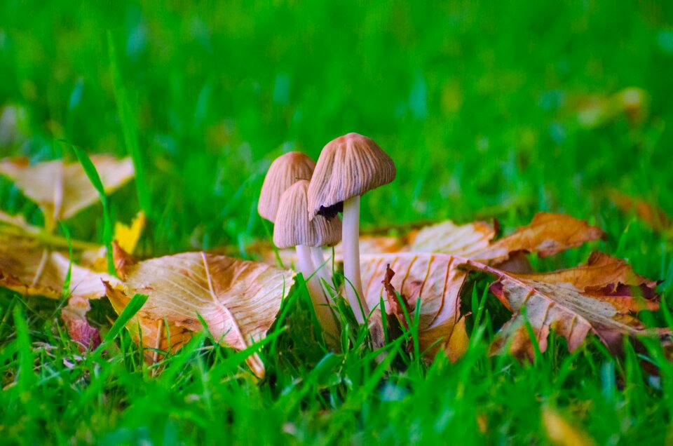 Autumn fungus ergot