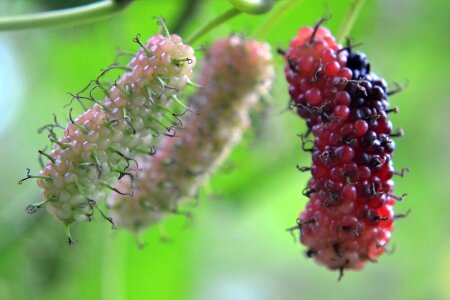 Red fruit mawanella ceylon photo