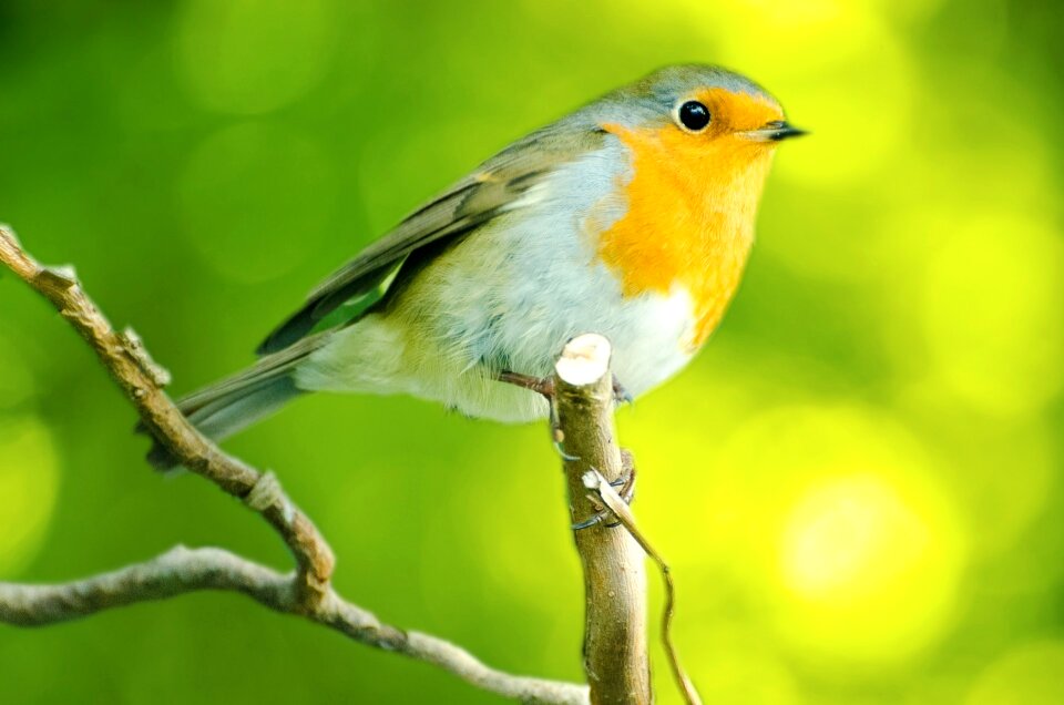 Happy animals nature
