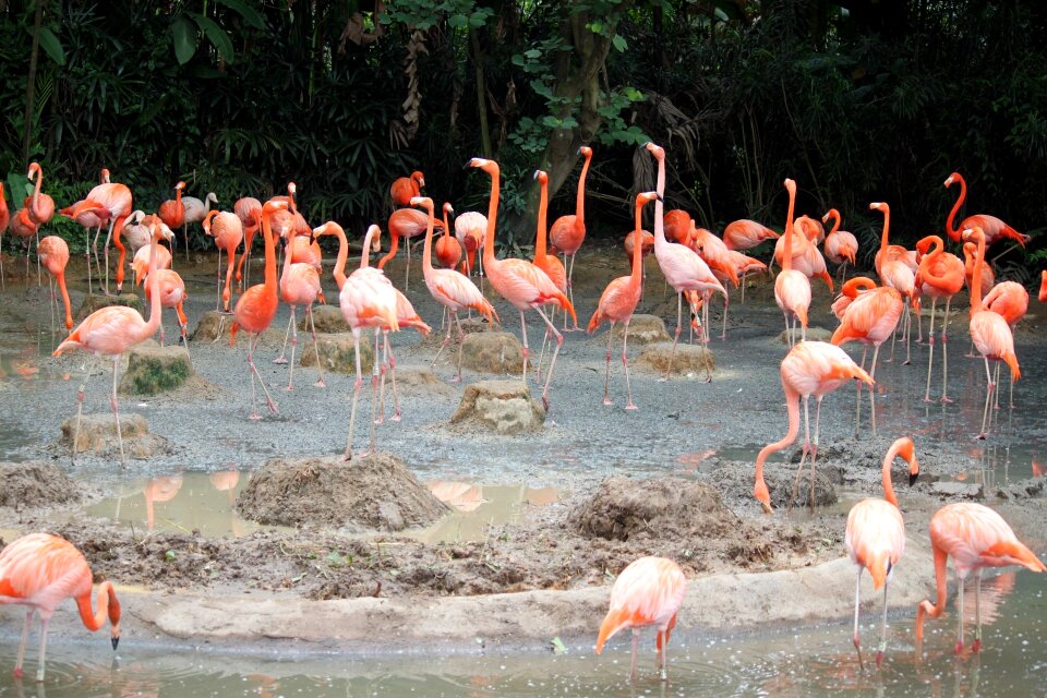 Jurong bird park photo