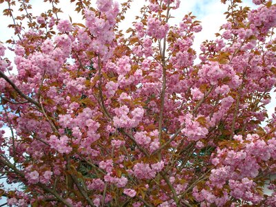 Pink flowering stems plant photo