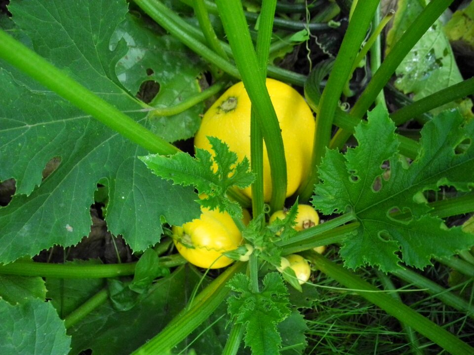 Garden vegetables yellow