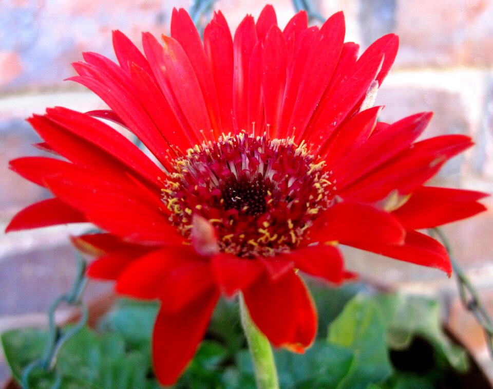 Red petals concentric