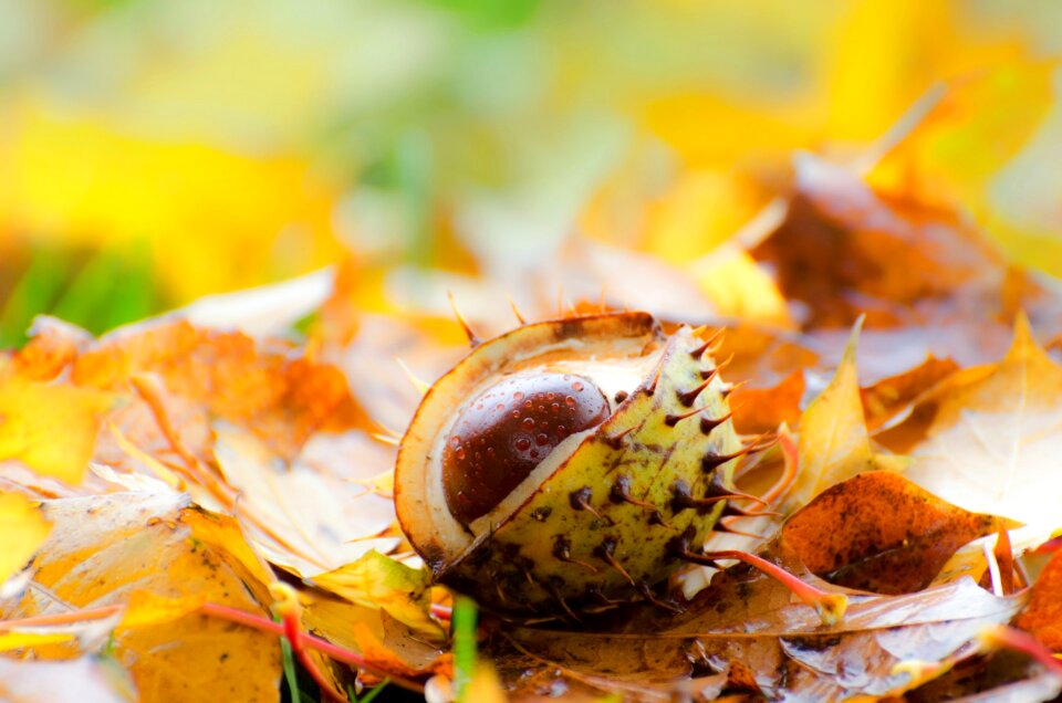 Background grass autumn