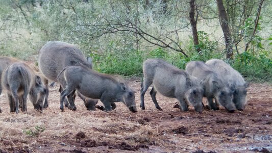 Pigs africa limpopo