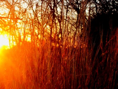 Dry thick veld photo