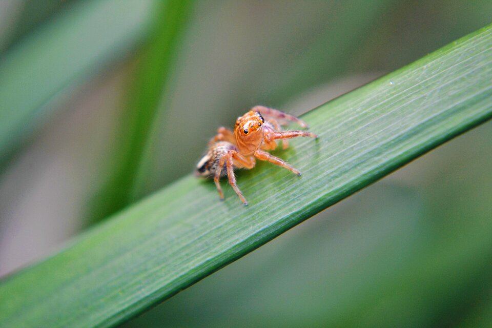 Innocent spider sri lanka mawanella