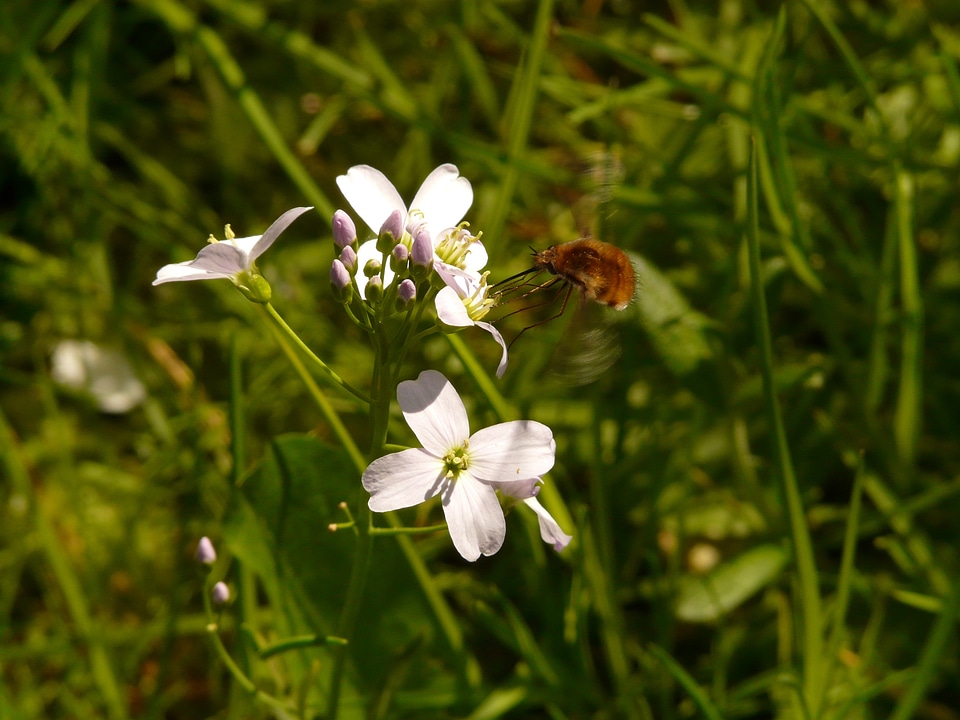 Bombyliidae fly diptera
