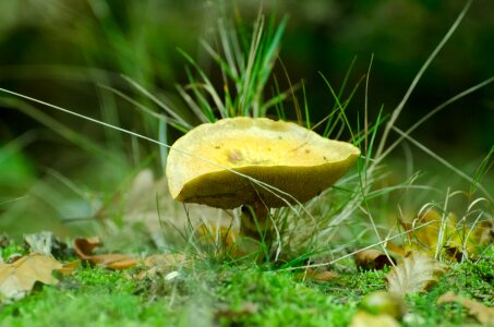 Fungus ergot mushroom