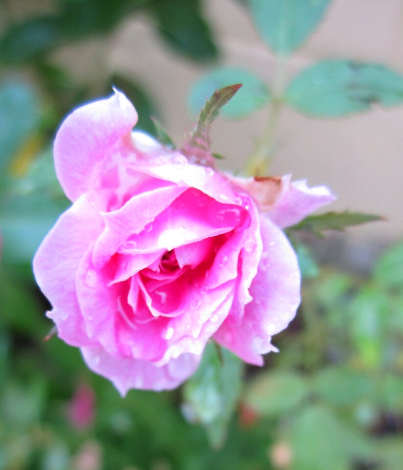 Flower flora flowers