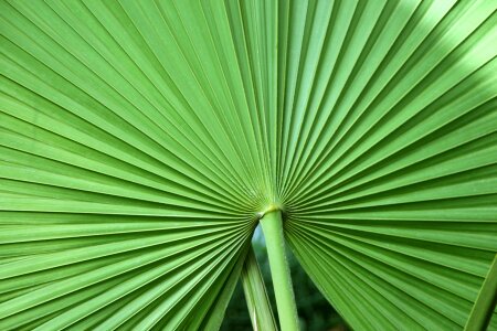 Palm palm leaf fan