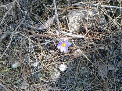 Pine forest flower