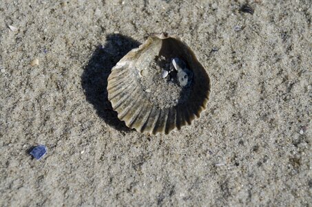 Ocean sand beach