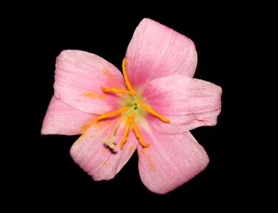 Nature leaves petals