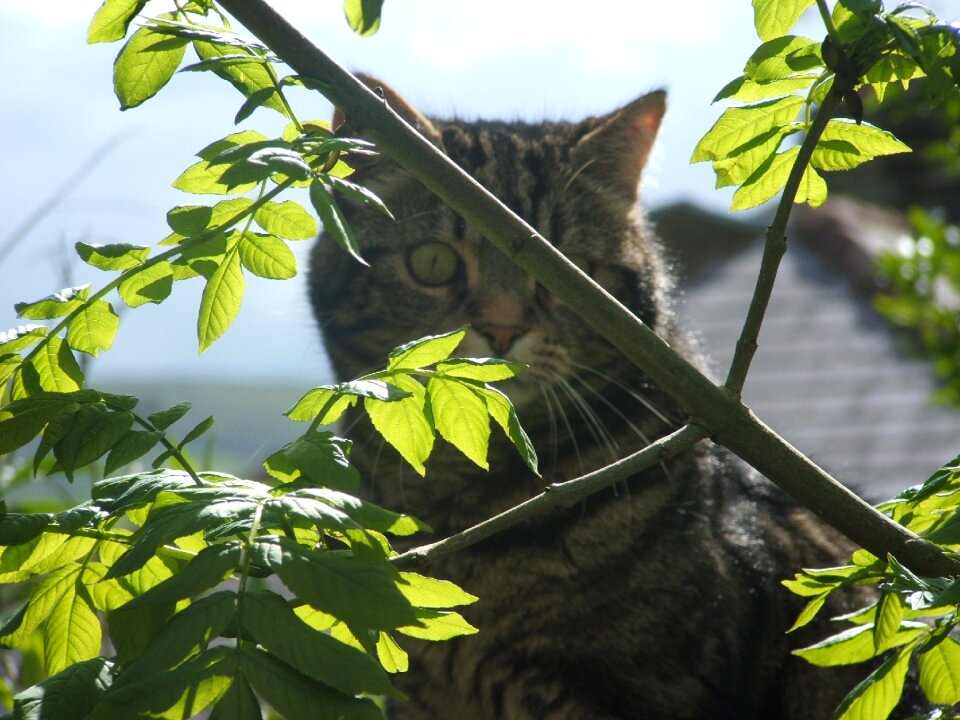Pet domestic leaves