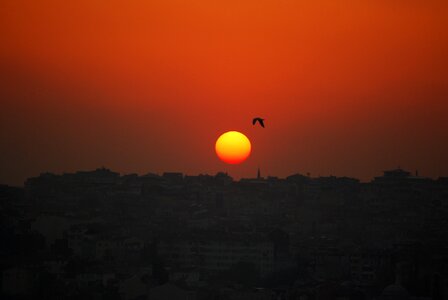 Sunset seagull bird
