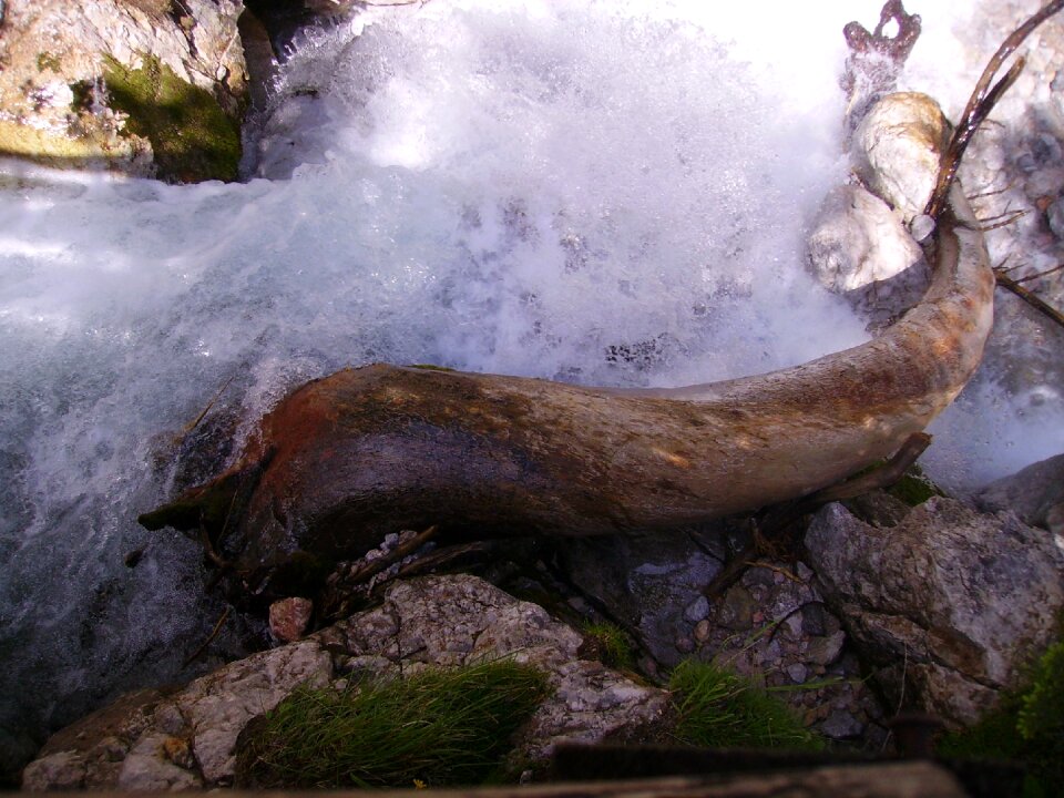 Branch nature austria