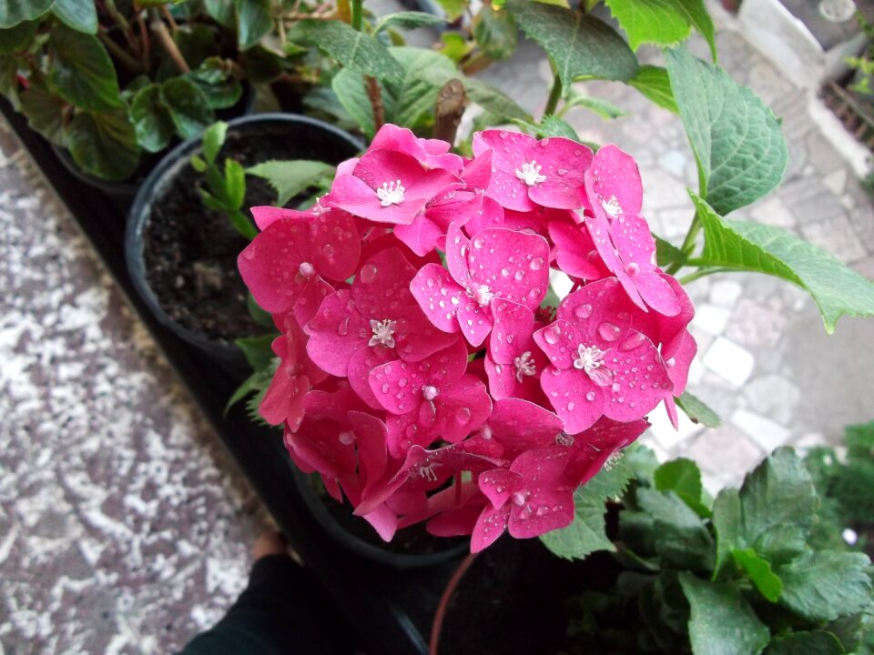 The median water drops