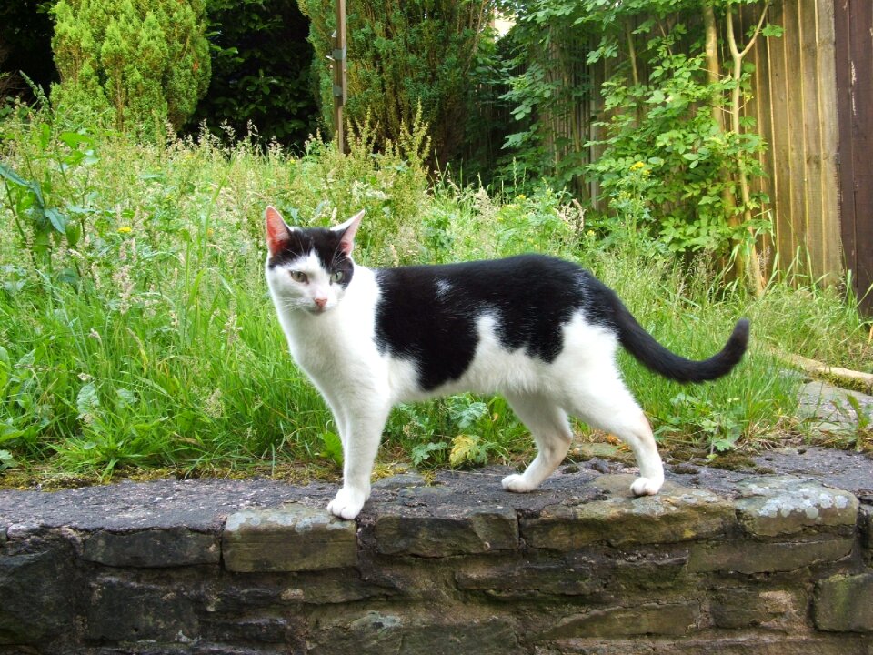 Pet animals domestic cat