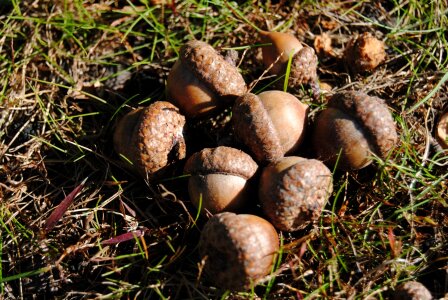 Oak seed autumn