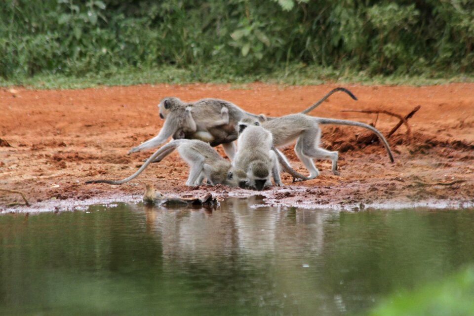 Limpopo water hole drink