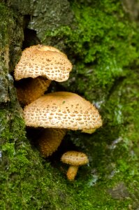 Fungus ergot mushroom