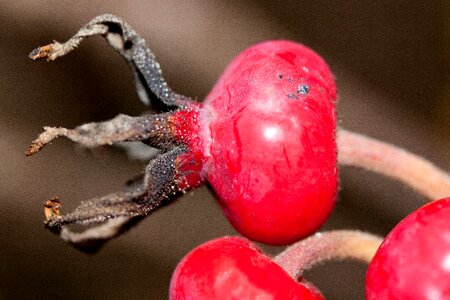 Red wild rose nature