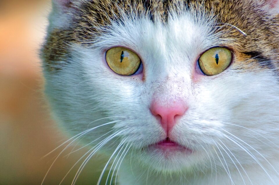 Beautiful shadow cat