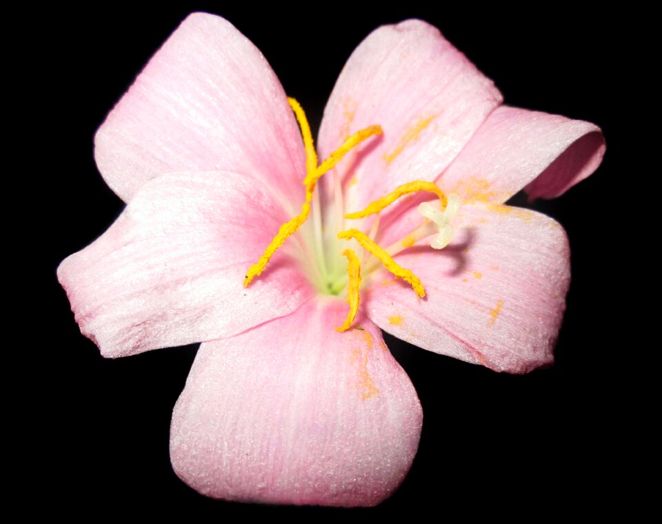 Nature leaves petals
